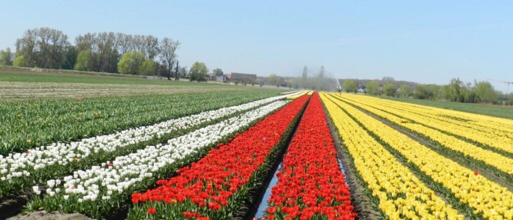 Kleurrijk tulpenveld in Meerdonk, dichtbij de vestiging van Lexora Advocaten in het Waasland.